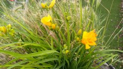 Hemerocallis x hybrida  'Clarion Gold'